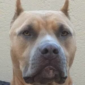 Meet your Posher, Dave